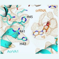 Dr. Leifu Chang's Group published in Cell Host & Microbe